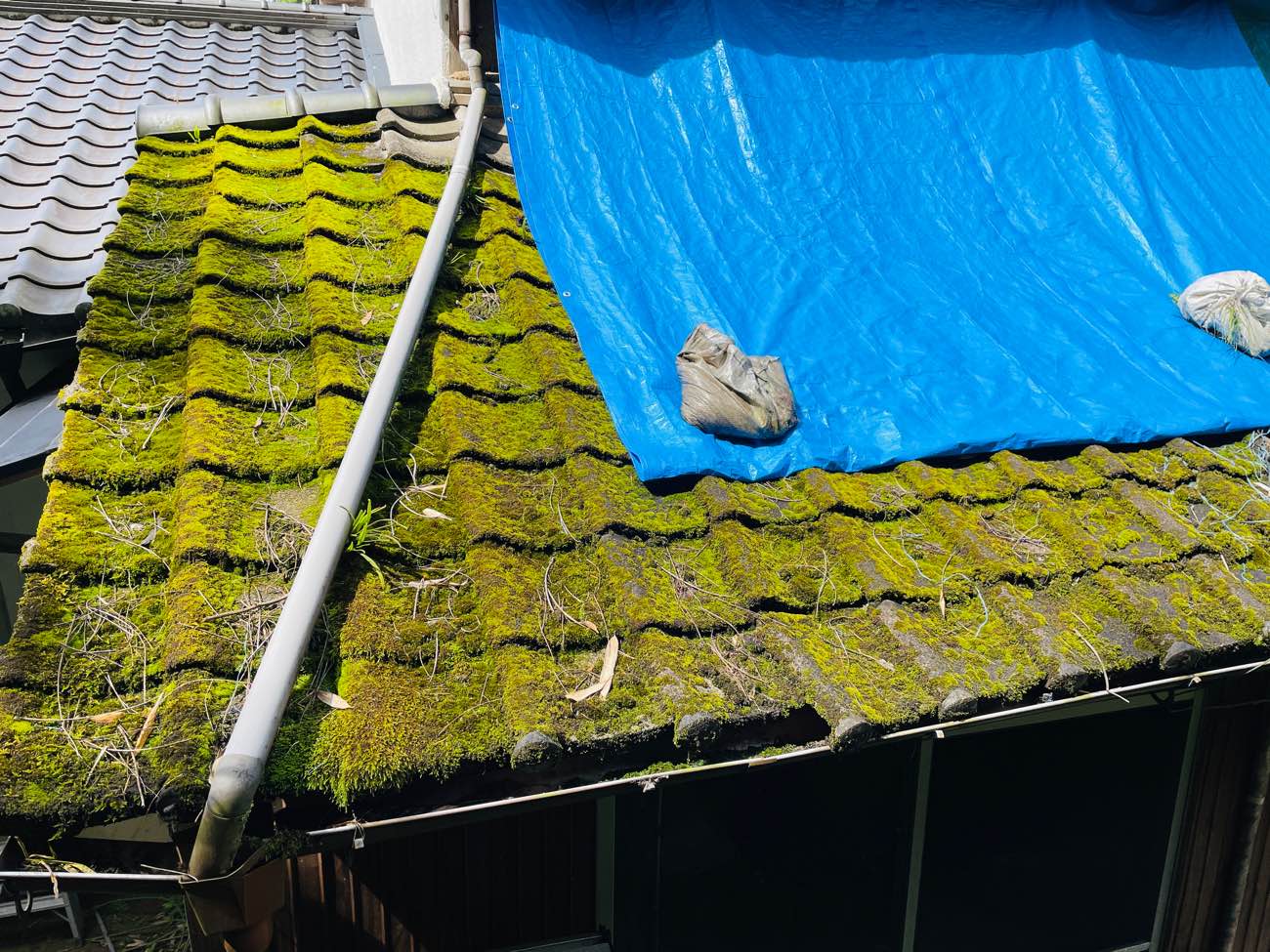 屋根の苔　屋根の藻　屋根のブルーシート