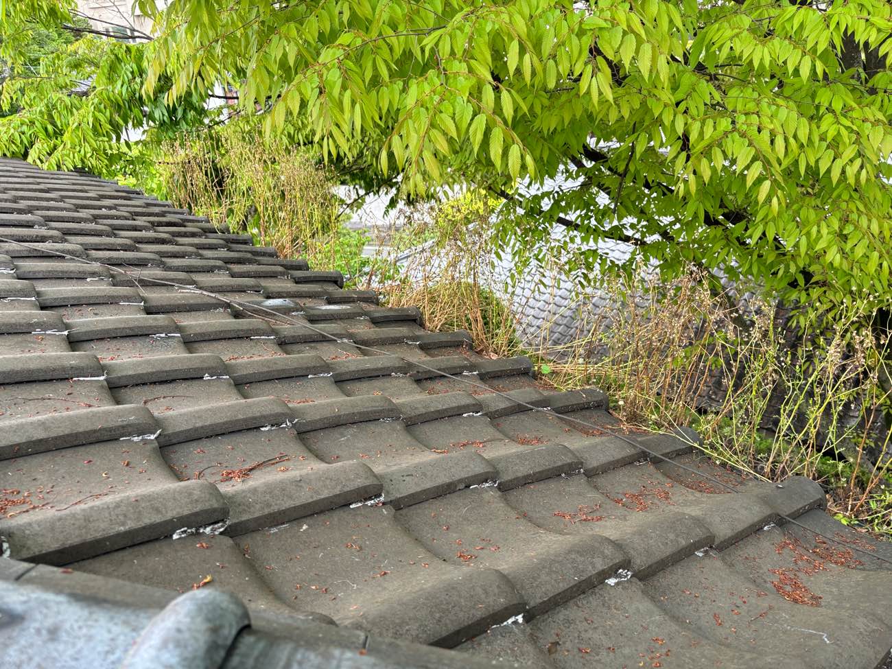 福岡市中央区、雨樋の詰まり、草が生えている雨樋、福岡市屋根工事の住みたかルーフ