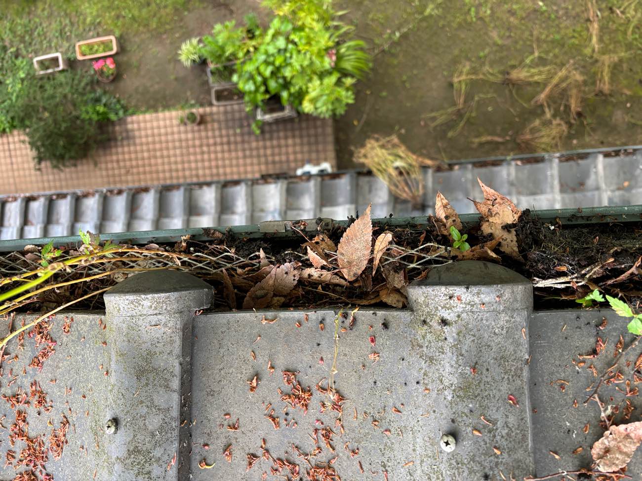 福岡市中央区、雨樋の詰まり、草が生えている雨樋、福岡市屋根工事の住みたかルーフ