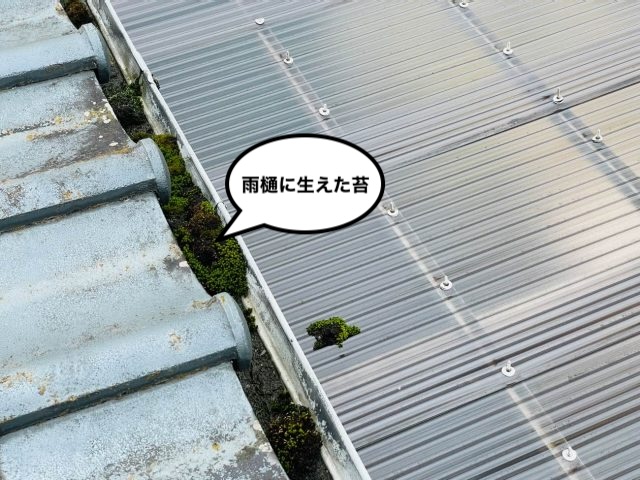 雨樋　苔　詰まり