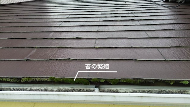 スレート屋根 劣化 苔の繁殖