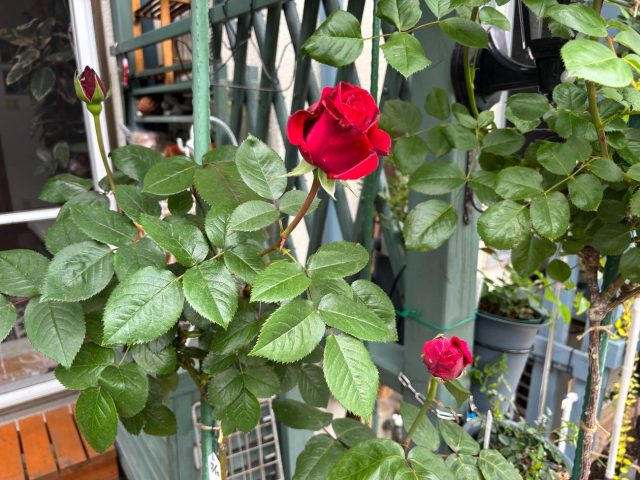 屋根カバー工法　住みたかルーフ